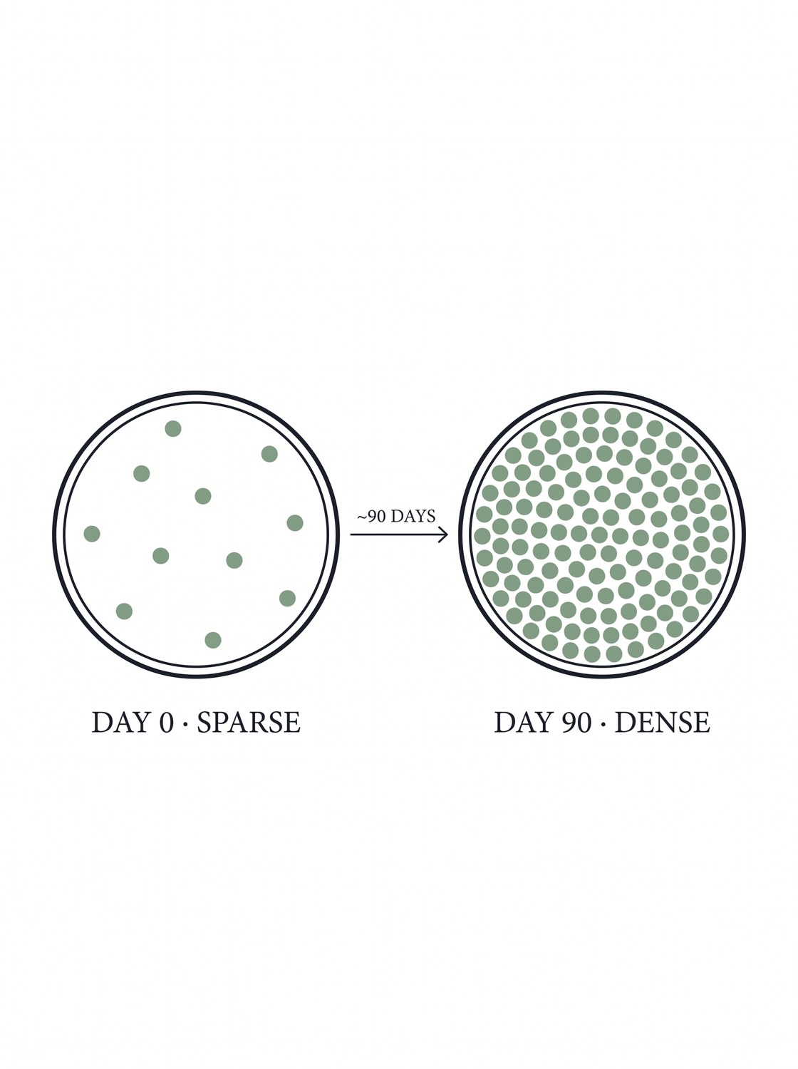 Collagen density day 0 to day 90