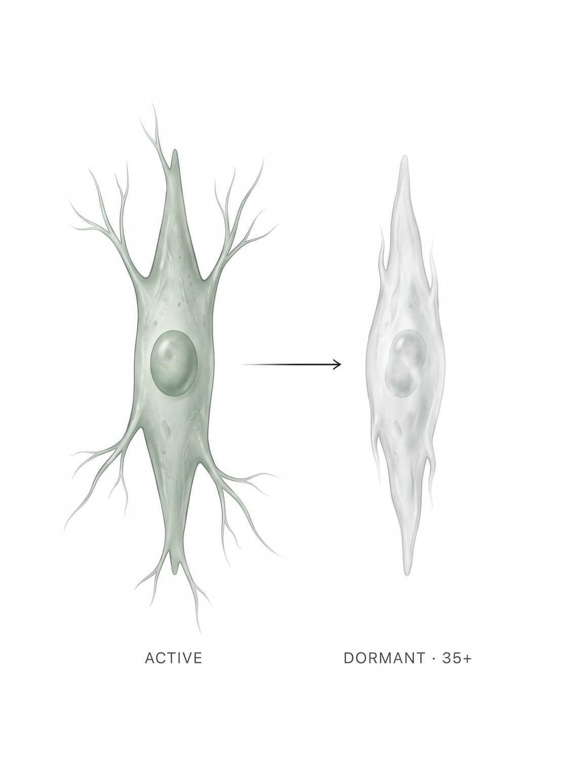 Fibroblast active vs dormant