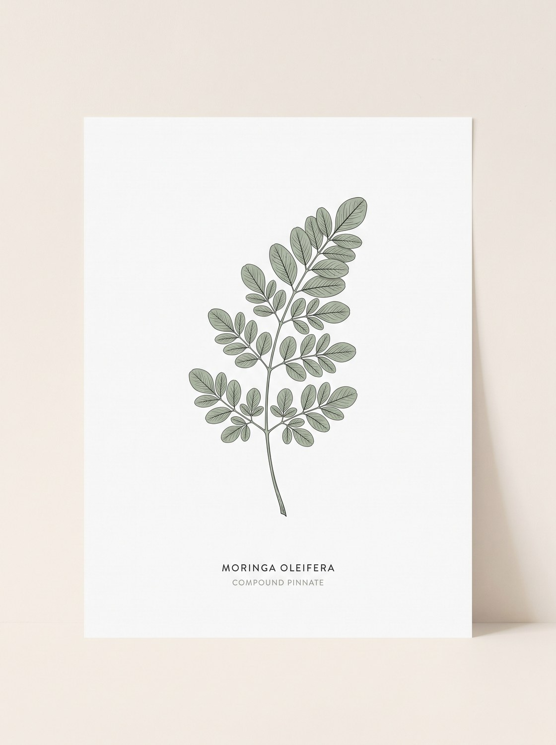 Moringa oleifera compound pinnate